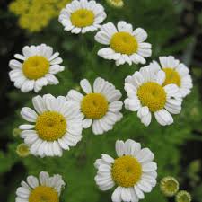 Image result for Feverfew