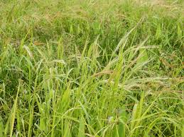 Image result for Oryza barthii