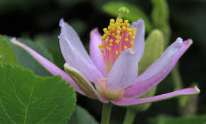 Image result for Grewia hornbyi