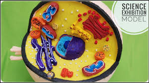 How To Make An Animal Cell Model 3d Project For Science Exhibition Youtube In 2020 Animal Cells Model Cells Project Cell Model