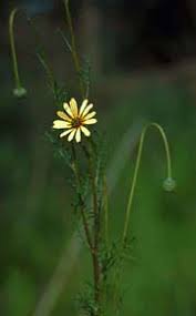 Image result for Vellereophyton dealbatum