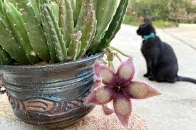 Image result for Stapelia