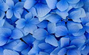 Maybe you would like to learn more about one of these? 38 Blue And White Floral Wallpaper On Wallpapersafari