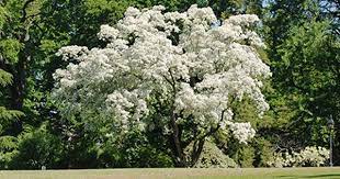 Chinese Fringe Tree Chionanthus Retusus Profuse White Blooms In Spring Fragrant Bark Exfoliates In Winter Zones 5 9 Fringe Tree Champion Trees Tree