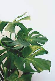 Philodendron Splitleaf Pretty Mymy Pretty Split Leaf Philodendron Plant Aesthetic Plant Wallpaper Split Leaf Philodendron