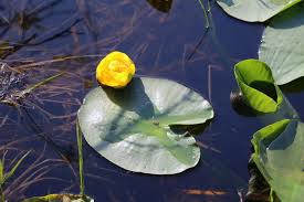 Image result for Nymphaeaceae