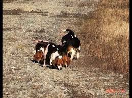 Pin On Skyview S Beagles Rabbit Hunting