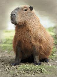 Capybara Gif GIFs | Tenor