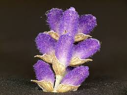 Image result for Lavandula angustifolia Vera