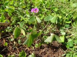 Image result for Oxalidaceae