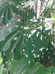 Image result for Manihot grahamii