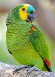 Pin On Parrots