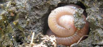 Maybe you would like to learn more about one of these? Earthworms An Essential Part Of Any Vegetable Garden