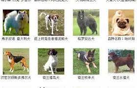 狗狗品种名字图片大全 告诉你世界上的犬种有哪些 玄学网 dog photos dogs pets