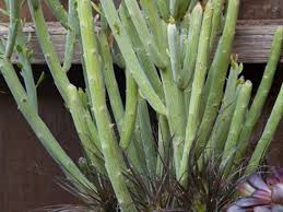 Image result for Kleinia longiflora