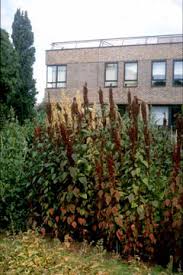 Image result for Amaranthus hybridus
