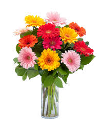 Maybe you would like to learn more about one of these? Grand Gerbera Flower Arrangement Flower Delivery Summer Flowers Gerbera