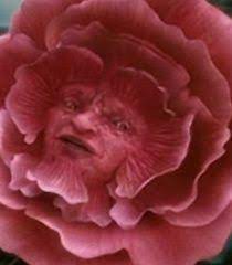 Lewis carroll alice's adventures in wonderland. Tall Flower Faces Tall Flowers Flowers Alice In Wonderland