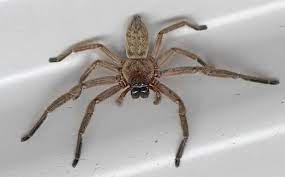 Because camel spiders inhabit inhospitable regions and spend much of lives. A Comprehensive Guide To The Spider Species Found In Ms Al La