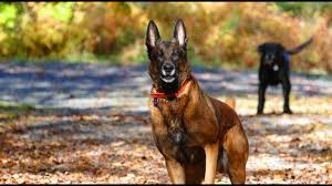 We breed working belgian malinois litters. Belgian Malinois Are The Worst Youtube