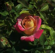 Michel drucker, le grand ami de michel delpech pierre villard. Melcansad Michel Drucker Flowers Plants Rose