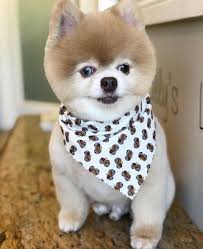 For over 7 years, we have been serving the pets and families of our local area. Happy Tails Pet Spa 50 Photos 52 Reviews Pet Groomers 157 S State Rd 7 Wellington Fl United States Phone Number Yelp