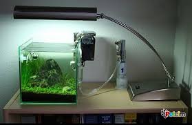 Nano Tank Akvaryum Nedir Nasil Kurulur Akvaryum Tank Akvaryumlar