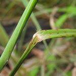 Image result for Capillipedium