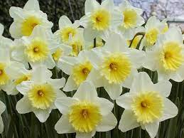 I bulbi della sternbergia lutea assomigliano a quelli dei narcisi e sono . Tutti I Nomi Dei Fiori Bulbi Nomi Fiori