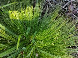 Image result for Isolepis setacea