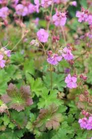 Image result for Geranium vagans