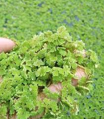 Image result for Azolla