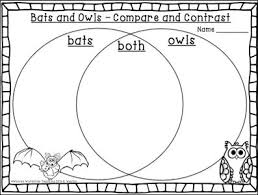 Teaching Similarities And Differences Bats Owls With Free Download Similarities And Differences Teaching Owl Activities