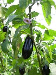 How To Grow And Care For Eggplant In Containers Growing Eggplant Growing Vegetables Edible Garden