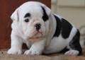 Wantedoldmotorcycles.com hillsborough co ) pic hide this posting restore restore this posting English Bulldog Puppies For Sale In Savannah Georgia Classified Americanlisted Com