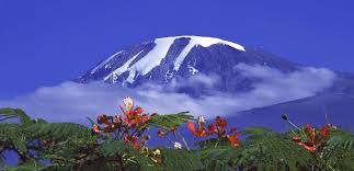 Image result for Girardinia bullosa