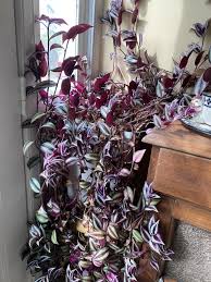 Image result for Tradescantia zebrina