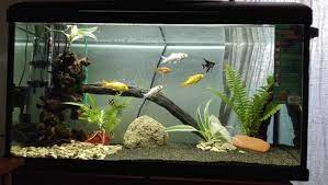 Acquario per pesci rossi, piante sì o piante no? Pesci Tropicali E Pesci Rossi Insieme Un Errore Troppo Spesso Sottovalutato