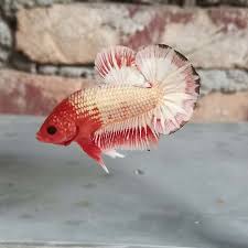 Super Cool Red Head Plakat Tail Betta Fish In 2020 Betta Fish Types Betta Fish Betta