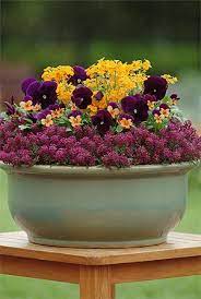 Maybe you would like to learn more about one of these? 10 Stars Of The Winter Flower Garden