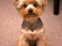 Image result for yorkshire haircut