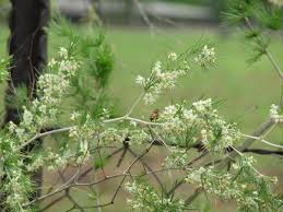 Image result for Putterlickia verrucosa