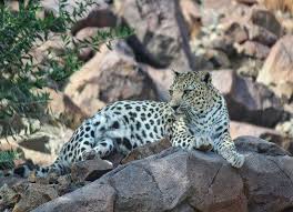 Arabian Leopard Arabians Trip Advisor Sharjah