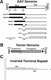 Image result for Black 1999 AAV