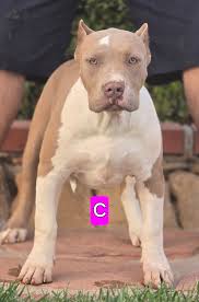 Abkc bullies. 2 days old. Mom is white XL dad is black Tri. Pictures in  post. Tap in! Trying to find a male from a different litter as well!