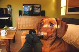 How To Prevent Your Dog From Begging For Food Whole Dog Journal