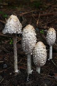 The standard for the name mushroom is the cultivated white button mushroom, agaricus bisporus. 11 Edible Mushrooms In The Us And How To Tell They Re Not Toxic