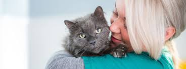 If you have a male cat, he might have developed a blockage in the urethra. Bladder Infection In Cats My Family Vets