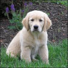 Über 80% neue produkte zum festpreis; Chesapeake Golden Retriever Club Member Submitted Photos