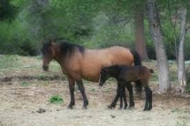 Mustang rearing arabian horse, mustang, horse, mammal png. A Buckskin Mustang A Big Black Draft Cherokee Park Ranch